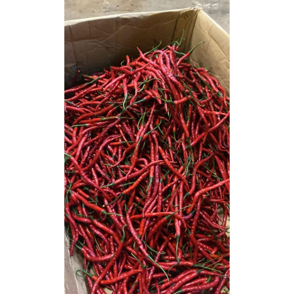Cabe Cabai Merah Keriting 1kg