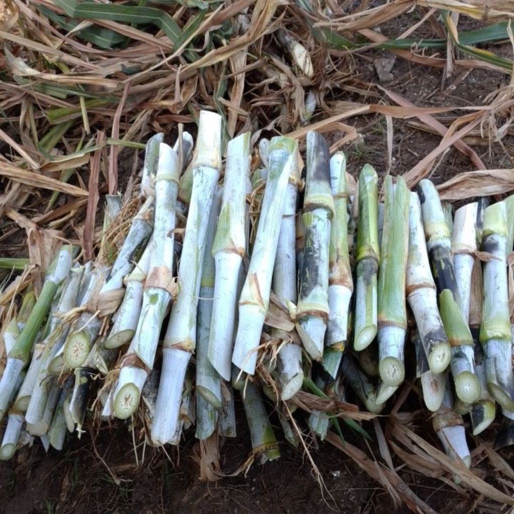 Bibi Rumput Zanzibar Tinggi Protein 1kg