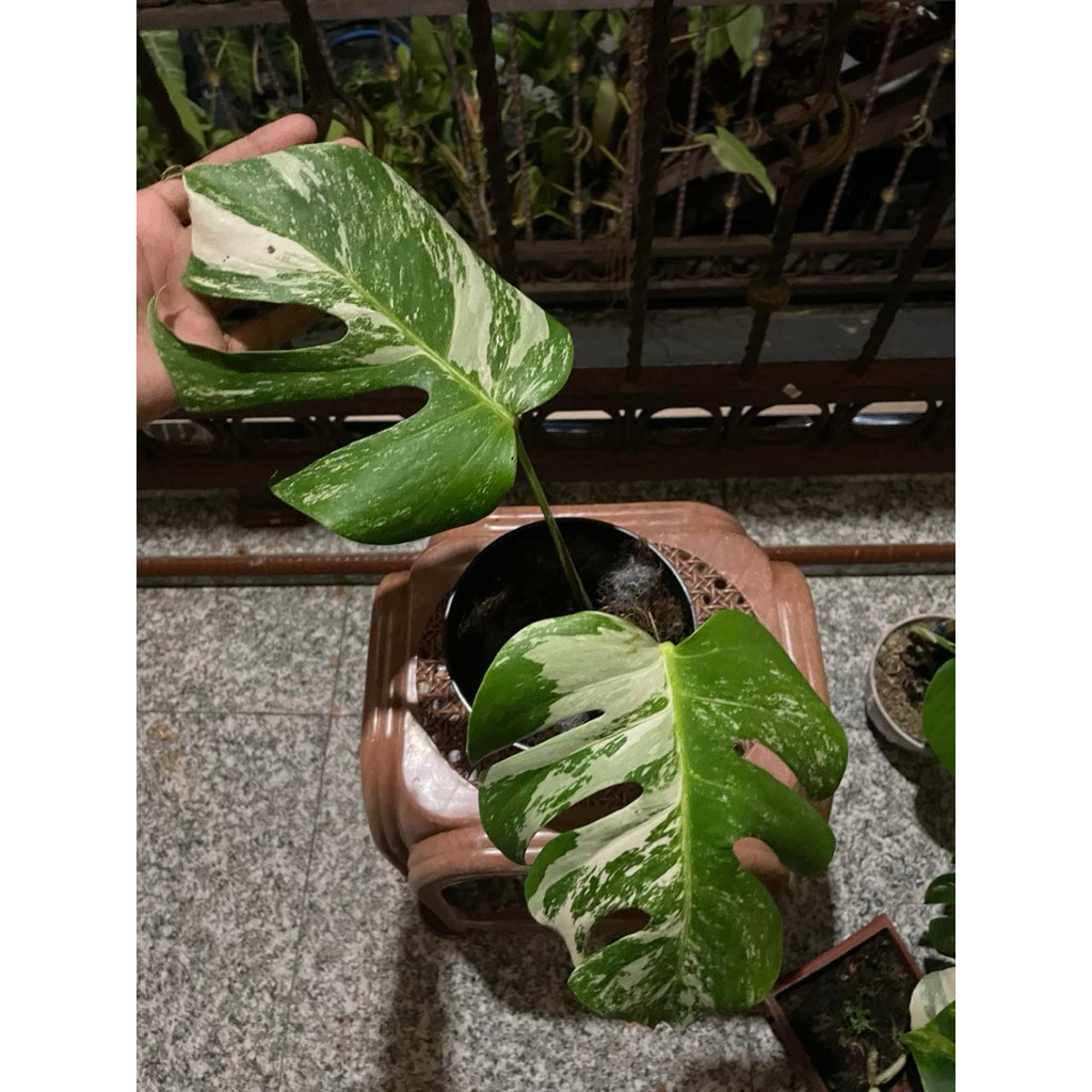 monstera marmorata varigata
