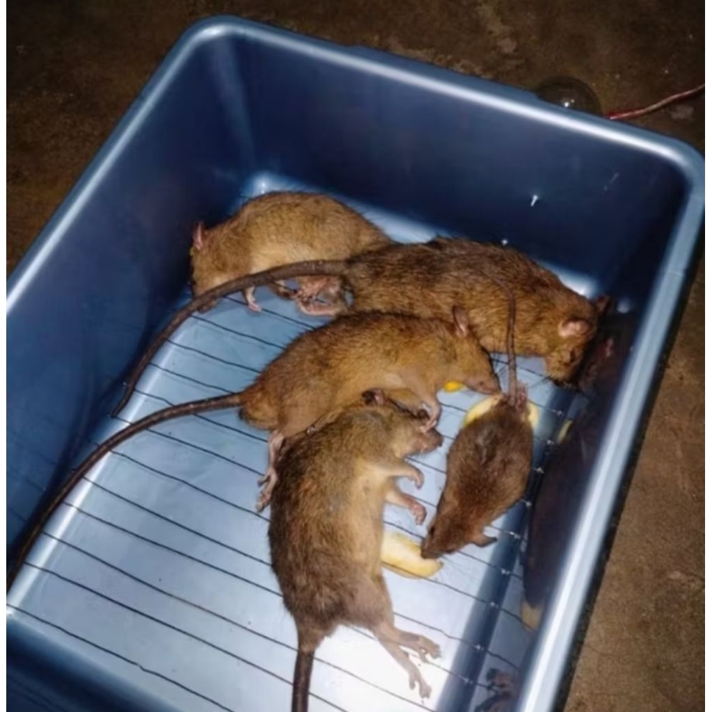 pembasmi tikus masal jebakan tikus listrik perangkap tikus ampuh tanpa bau