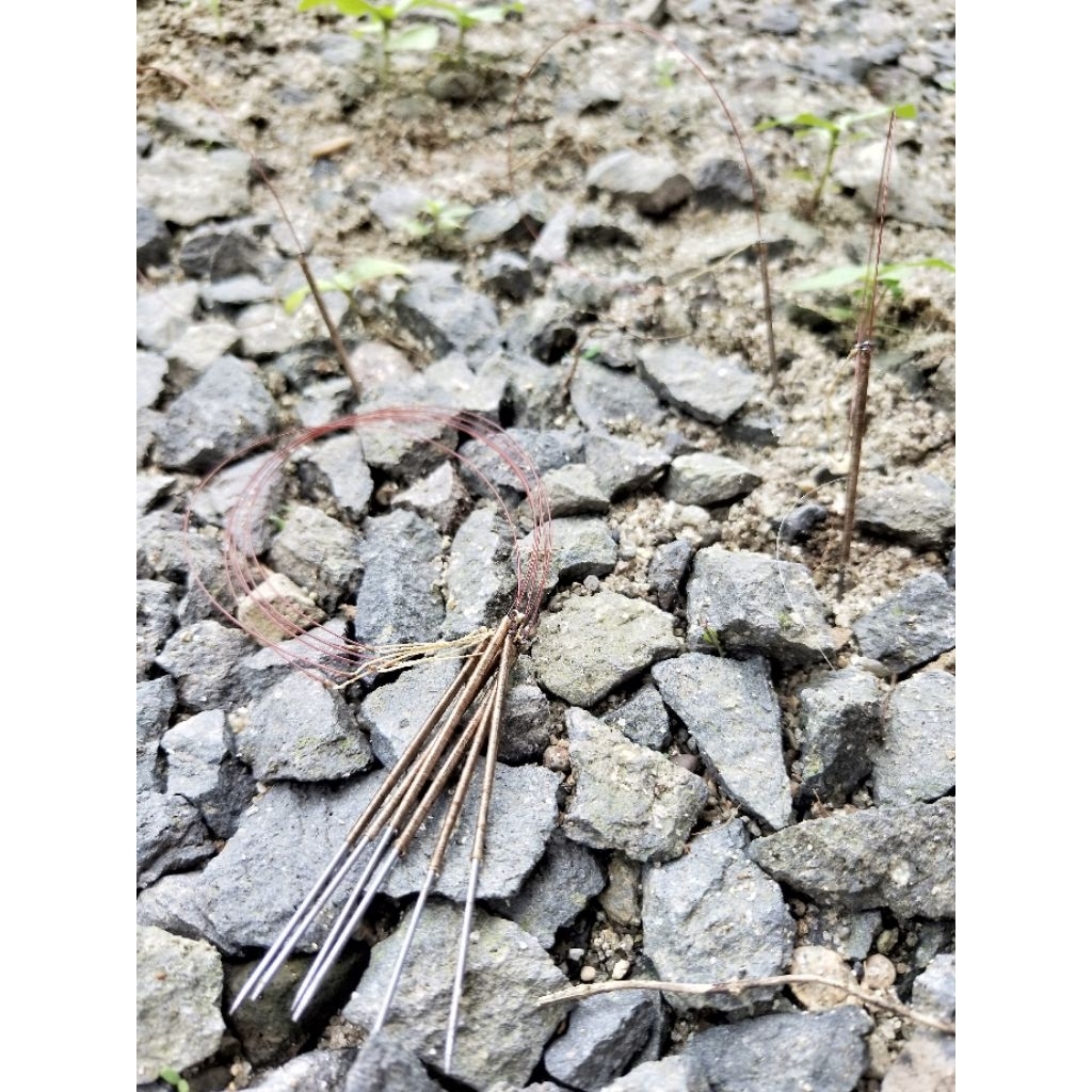 racik/jerat burung tekukur dan perkutut