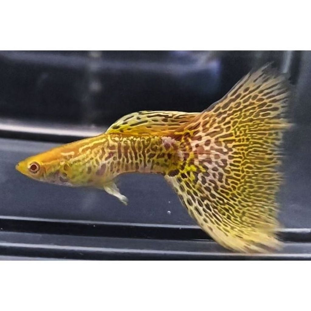 Hiasan Aquarium Guppy Albino Yellow Cobra (AYC) Indukan Sepasang
