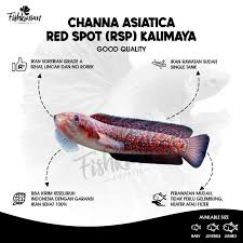Asiatica red spot kalimaya