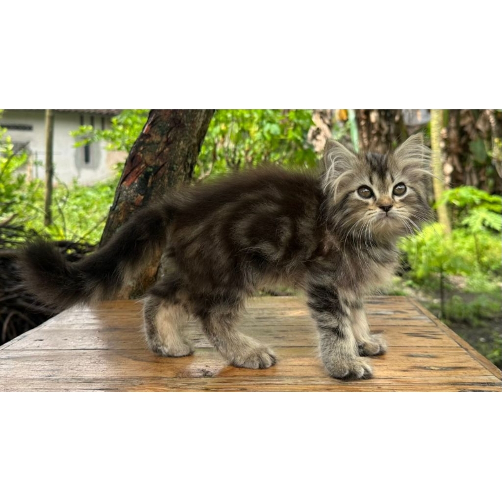 KUCING PERSIA BETINA 2 BULAN BLACK MARBLE LUCU