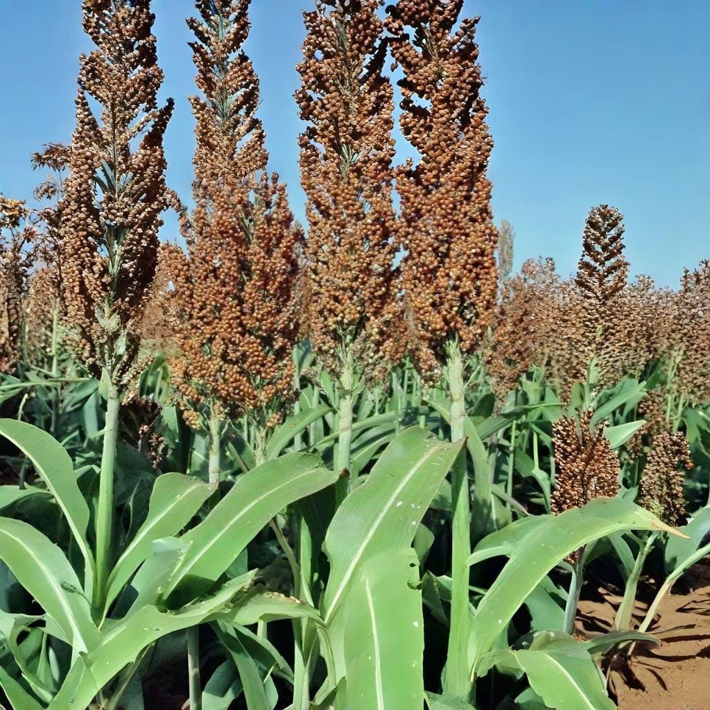 TERLARIHBiji Benih Sorgum Putih Super(1kg)