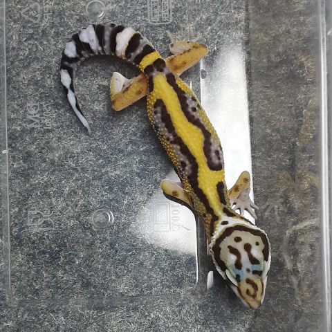 Leopard Gecko Baby | Gecko Sehat Aktif | Reptile Jinak Mudah Dipelihara