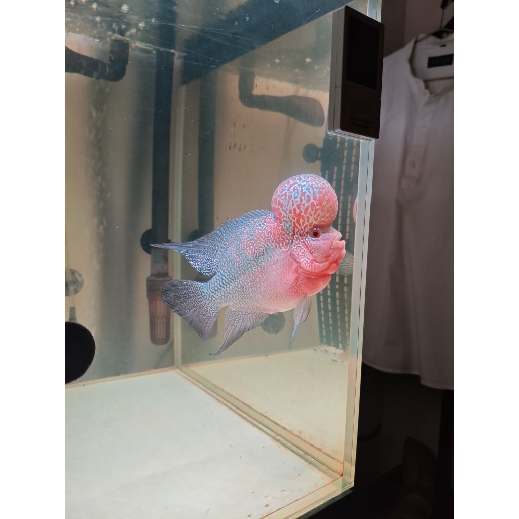 Louhan Super Red Dragon 16cm