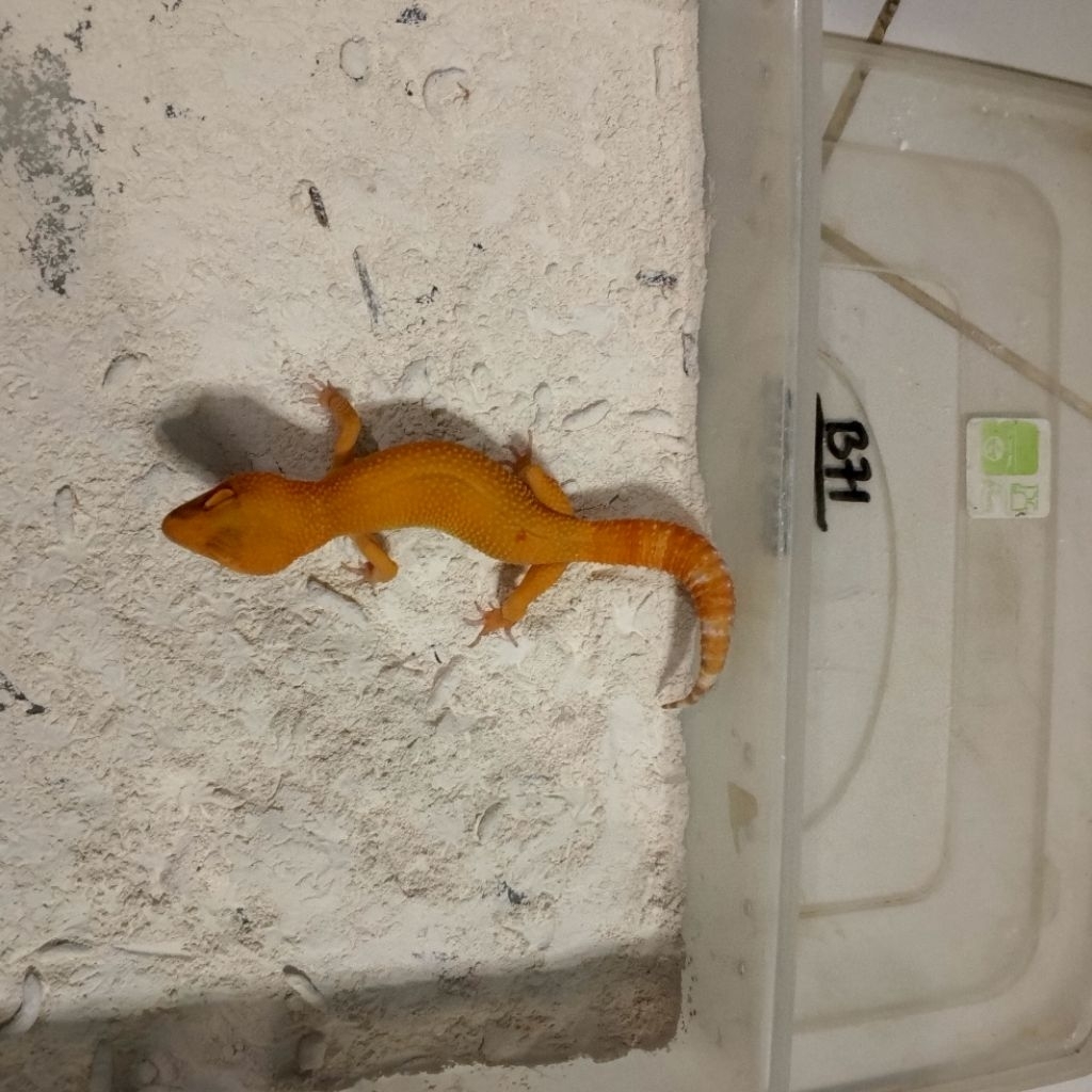 Koleksi gecko berkualitas data lengkap check out, gecko dikirim sesuai foto yang ada di produk