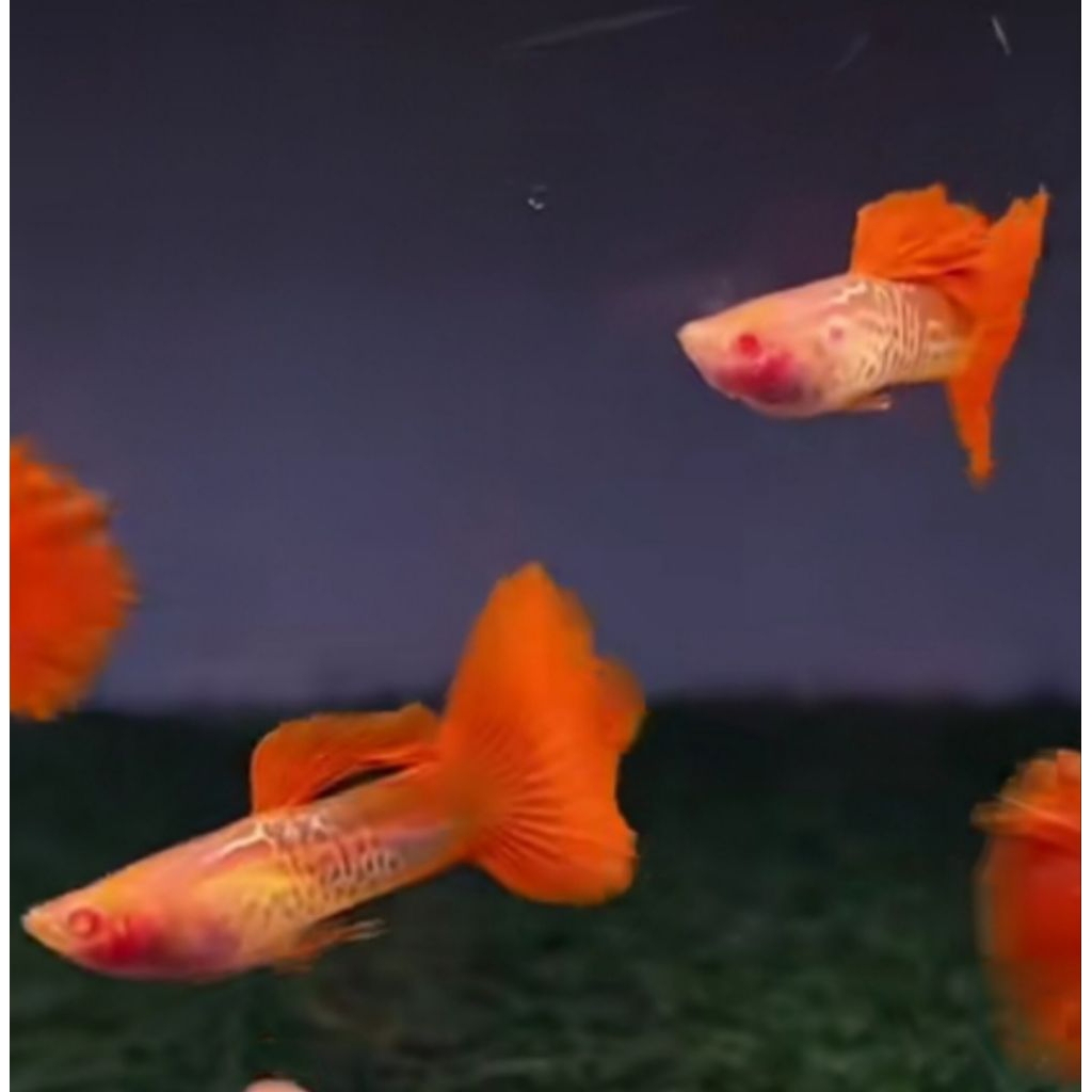 (Hiasan Aquarium)Guppy Snake Skin Red Tail GlassBelly