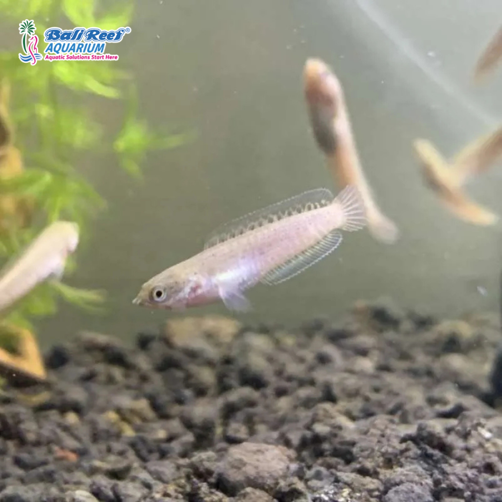 Hiasan Aquarium Channa Andrao Baby