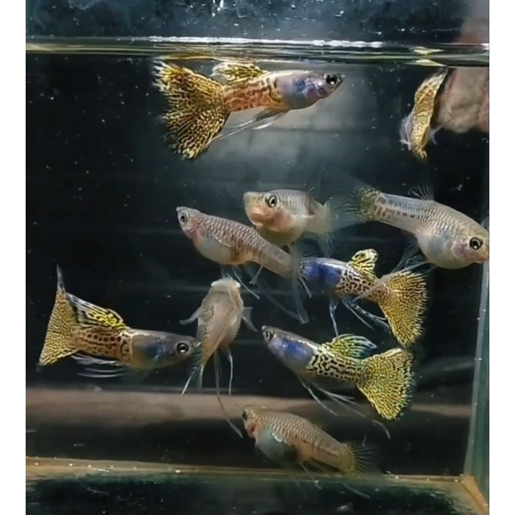 pewangi guppy metal ss yellow lece ribon ( 1 pasang  )