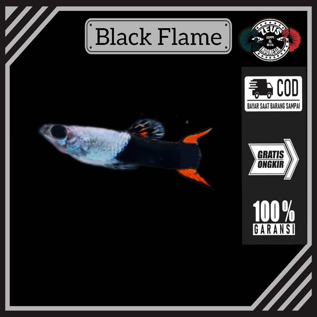 Endler Black Flame