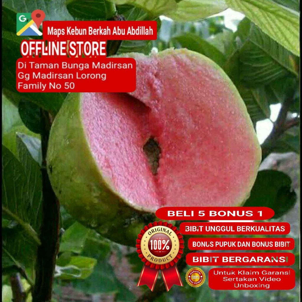 Bibit Jambu Kristal Merah Non Biji Cangkok Sangat Cepat Berbuah