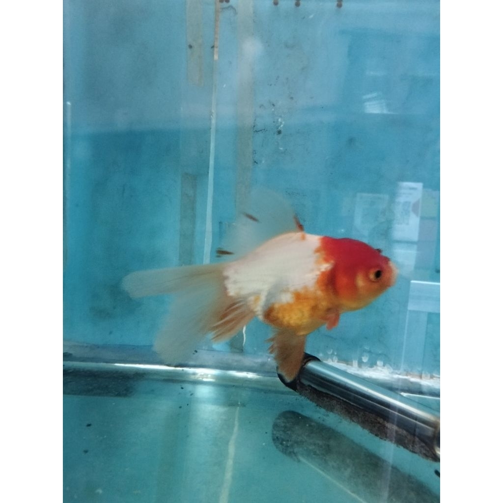 jumbo koki ( instan saja)