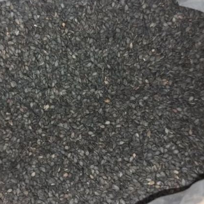 Biji Wijen hitam / wijen hitam