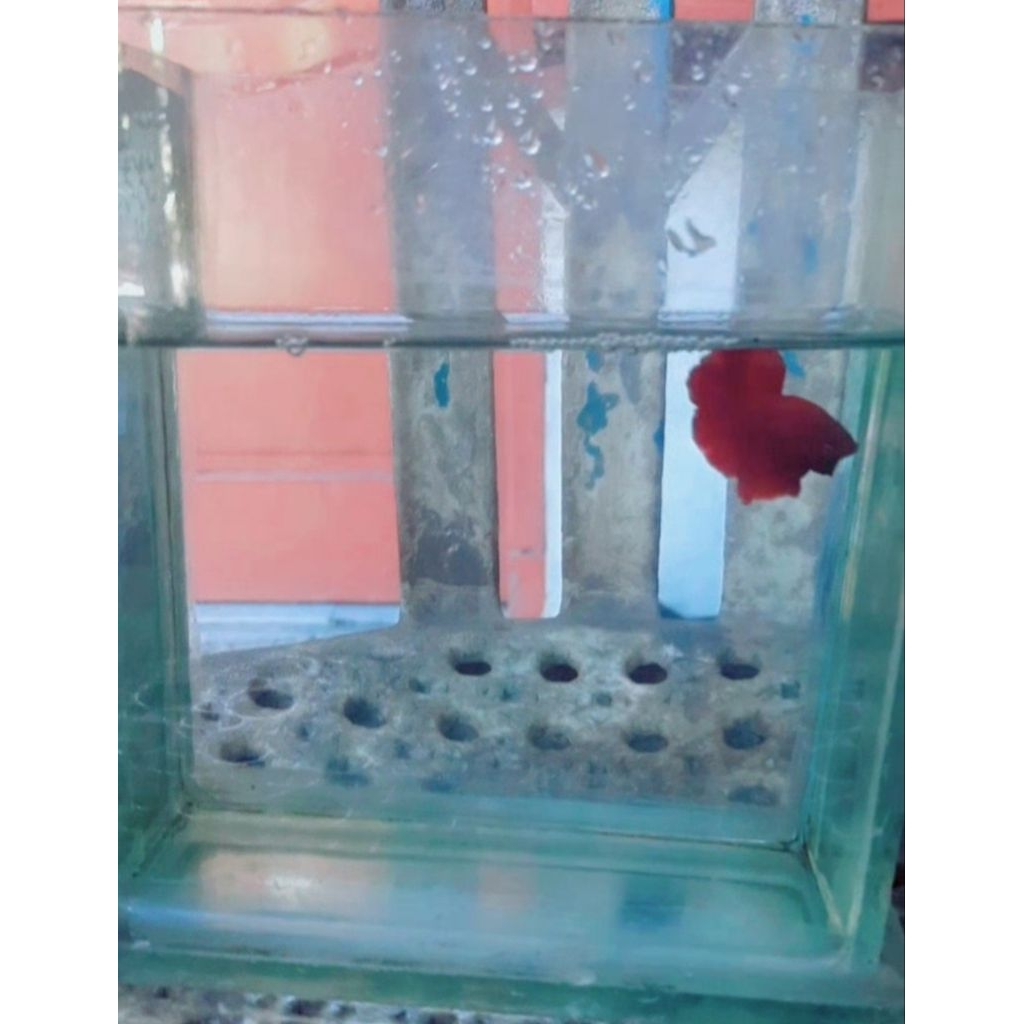 makanan cupang hmpk super red