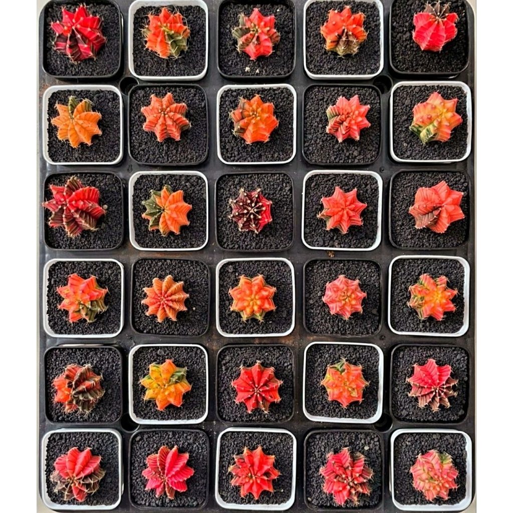 kaktus import thailand neon mix id pot 7cm