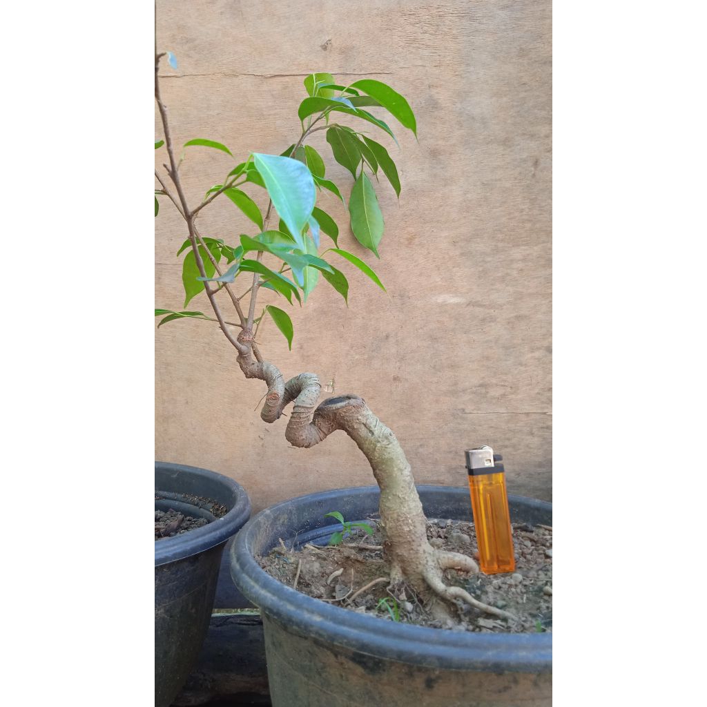 Bahan bonsai beringin benjamina