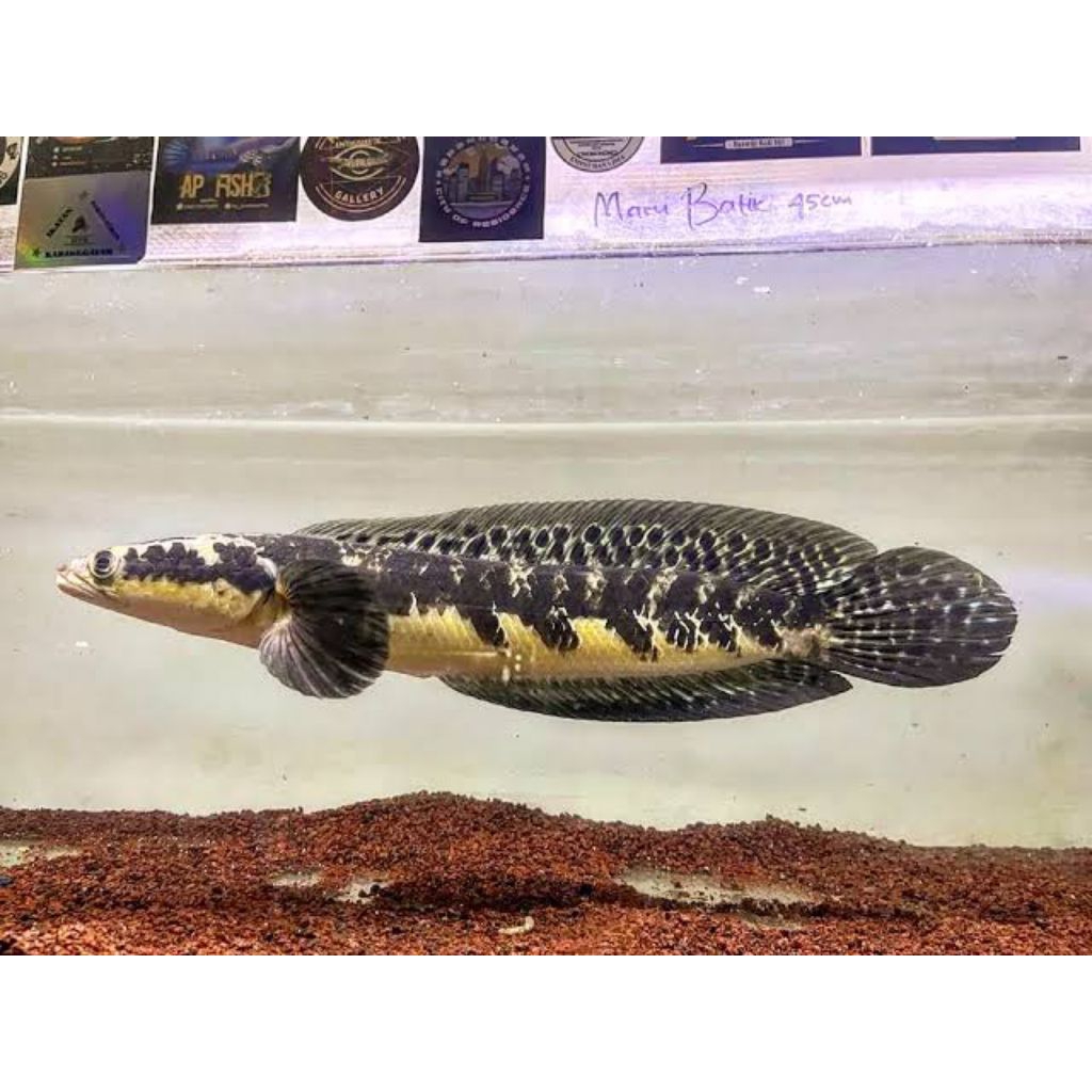 maru YS 3 ekor size 3-5 cm pogres ajib