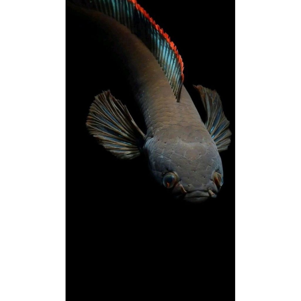 Limbata Channa WC- Rim Tebal, Size 10-13cm