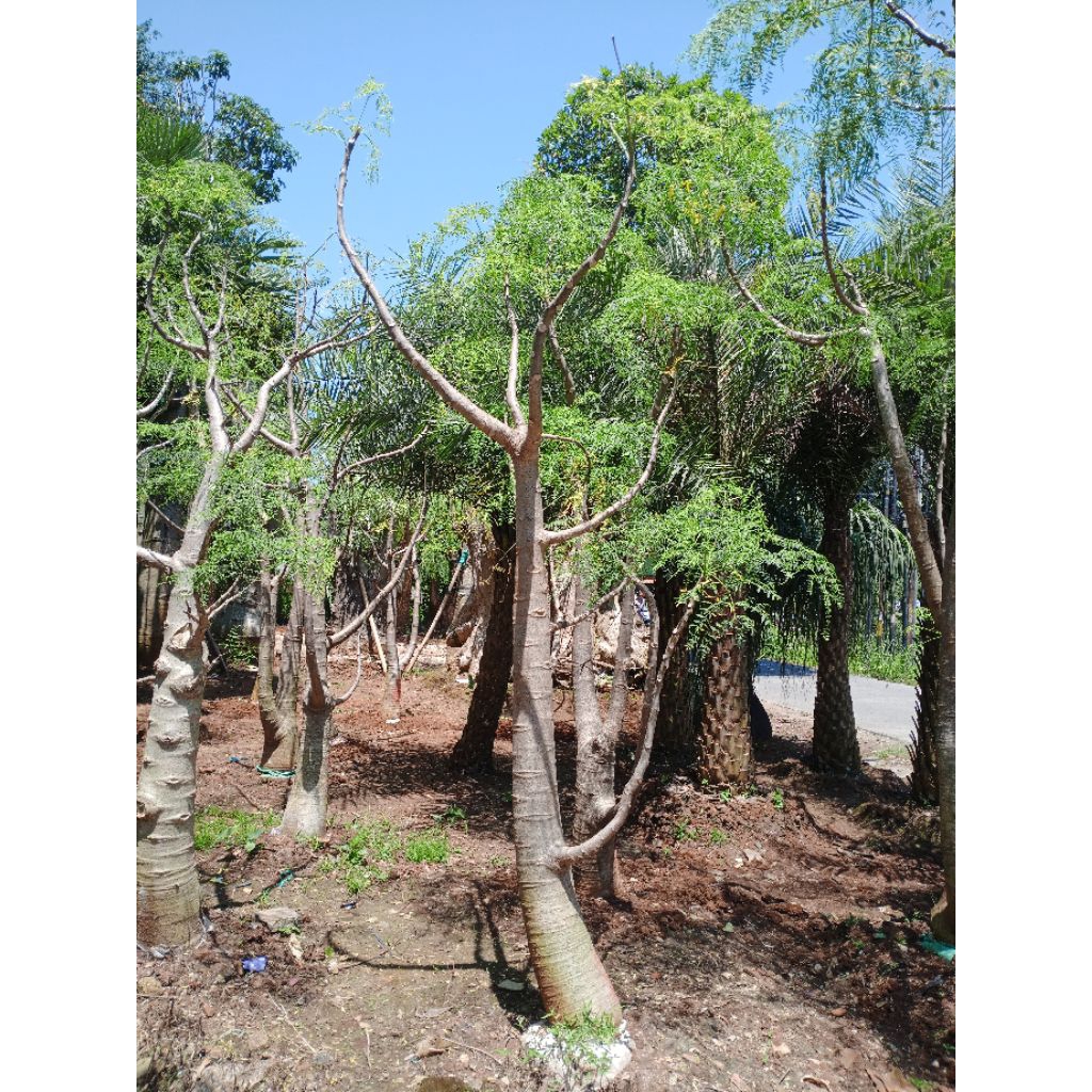 Pohon hias moringga kelor Afrika