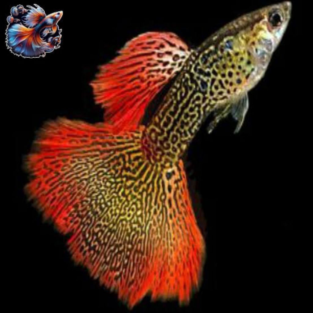 HIASAN AQUARIUM BURAYAK GUPPY RED COBRA ISI 5