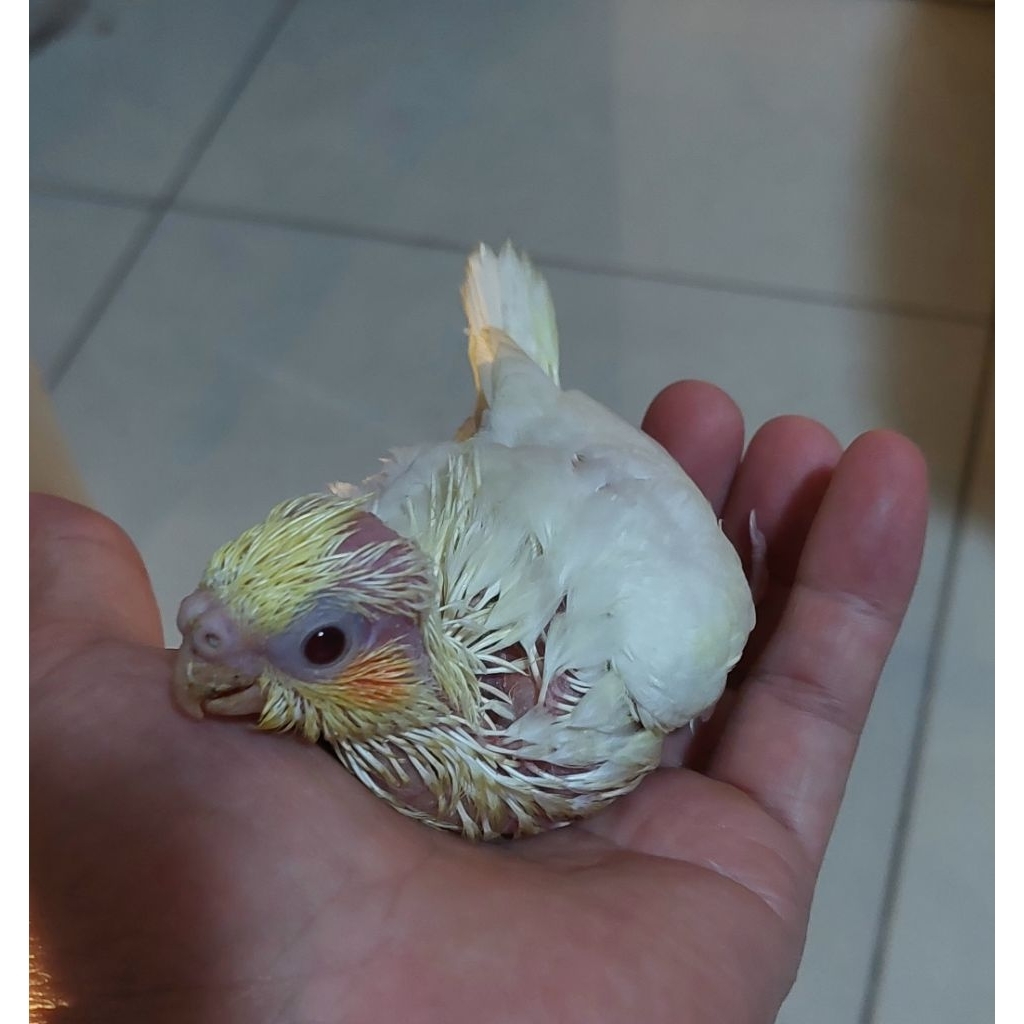 anakan falk lutino mutiara grey whife face burung falk lolohan