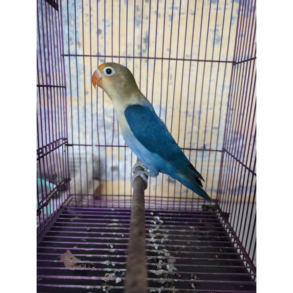 Lovebird parblue cakep aktif