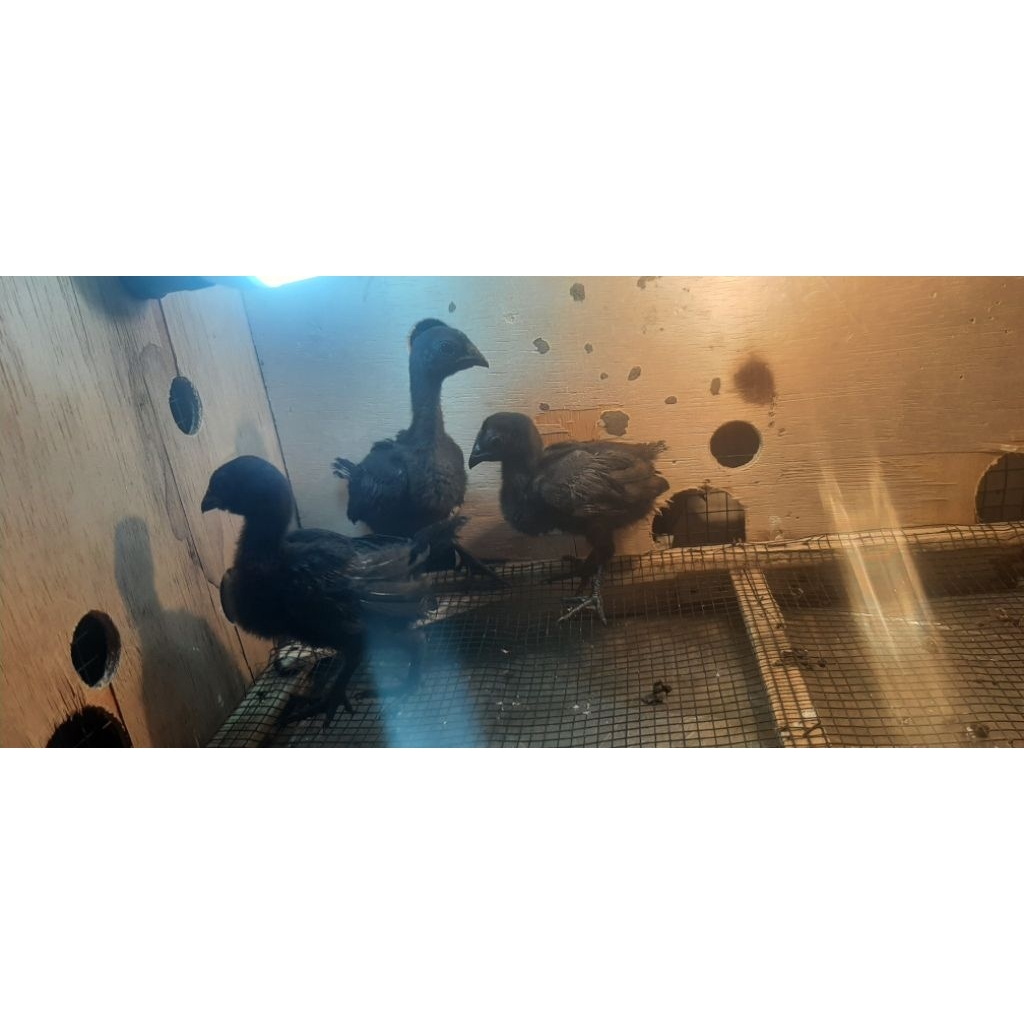 Ayam Cemani lidah hitam dan abu abu