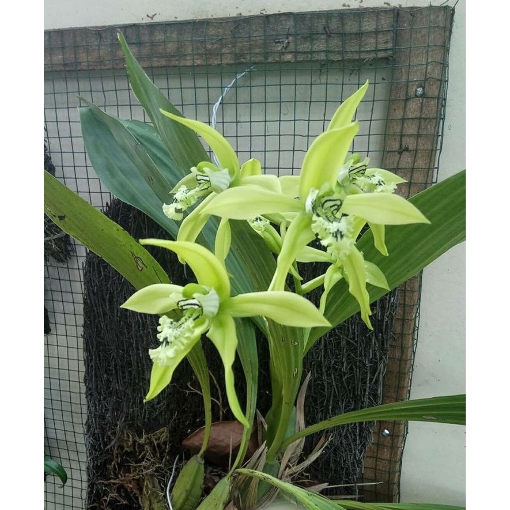 Anggrek Hitam Kalimantan