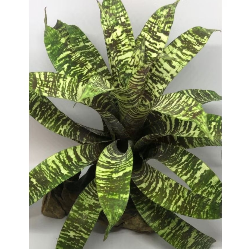 Tanaman Bromelia Vriesea Ospinae Army / Bromeliad Army / Vriesea Ospinae Gruberi / Bromelia Loreng T