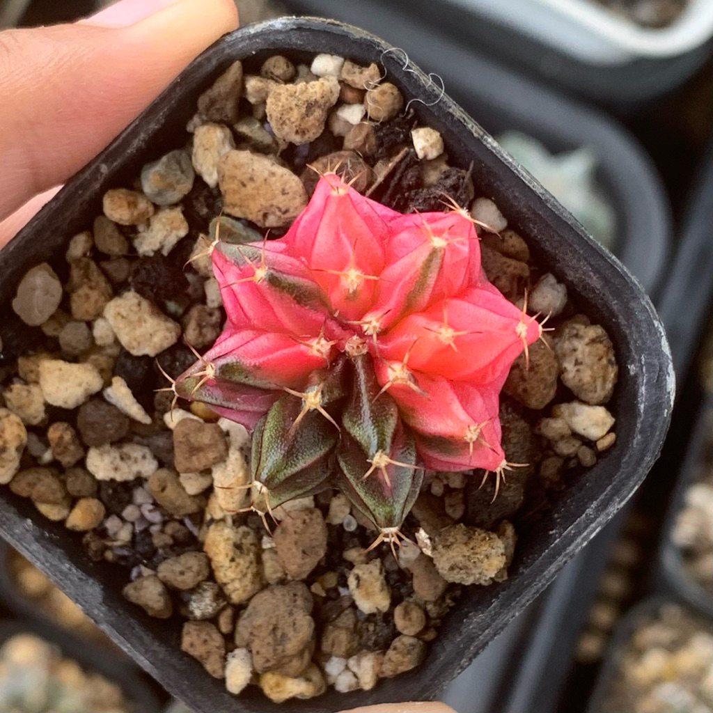 gymno miha var   gymnocalycium mihanovichii mihanovichi kaktus tanaman hias hidup gurun duri menor r