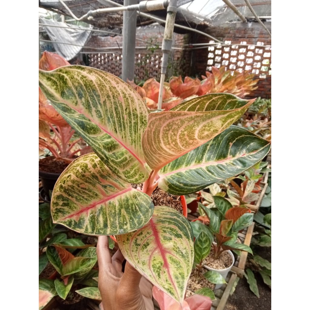 Aglaonema Moonlight