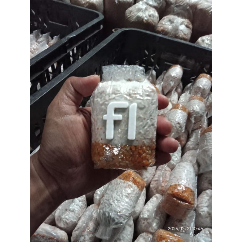 Bibit jamur tiram putih f1