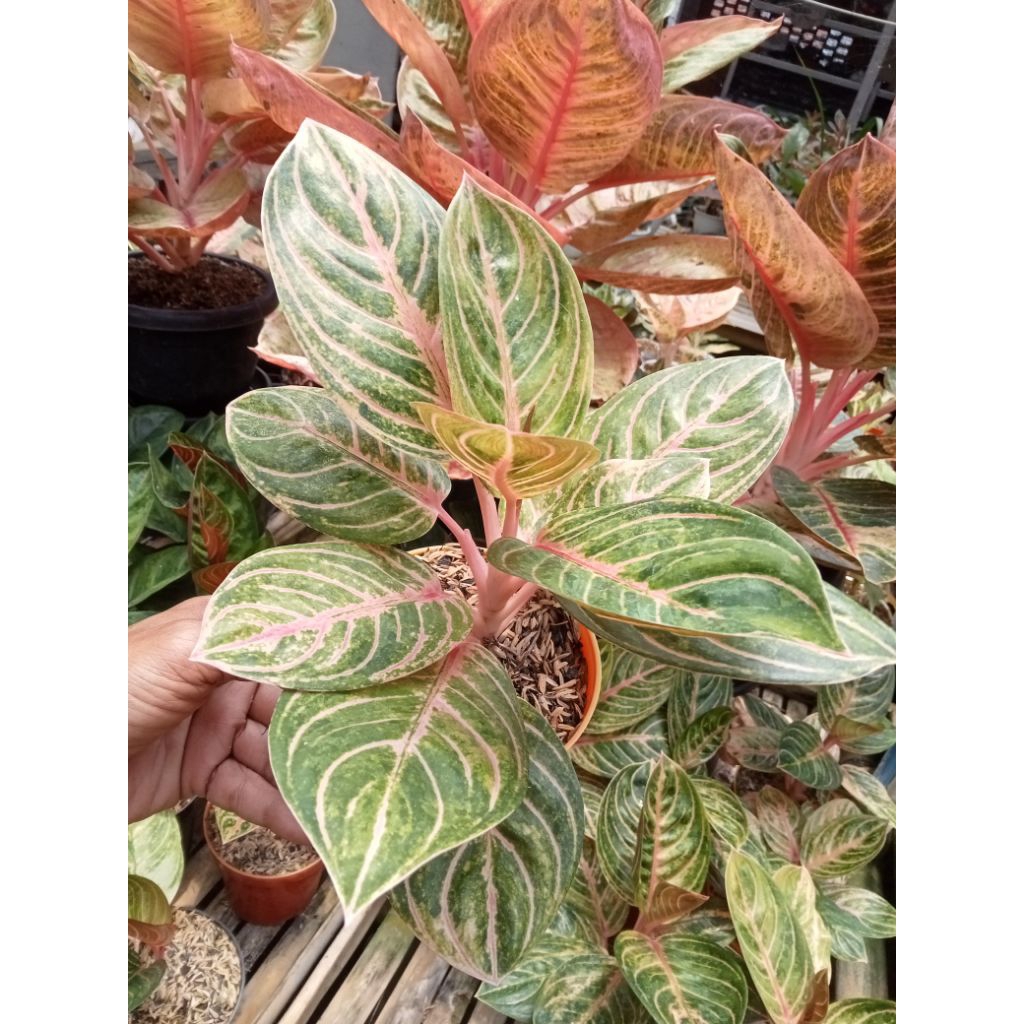Aglaonema Rinjani