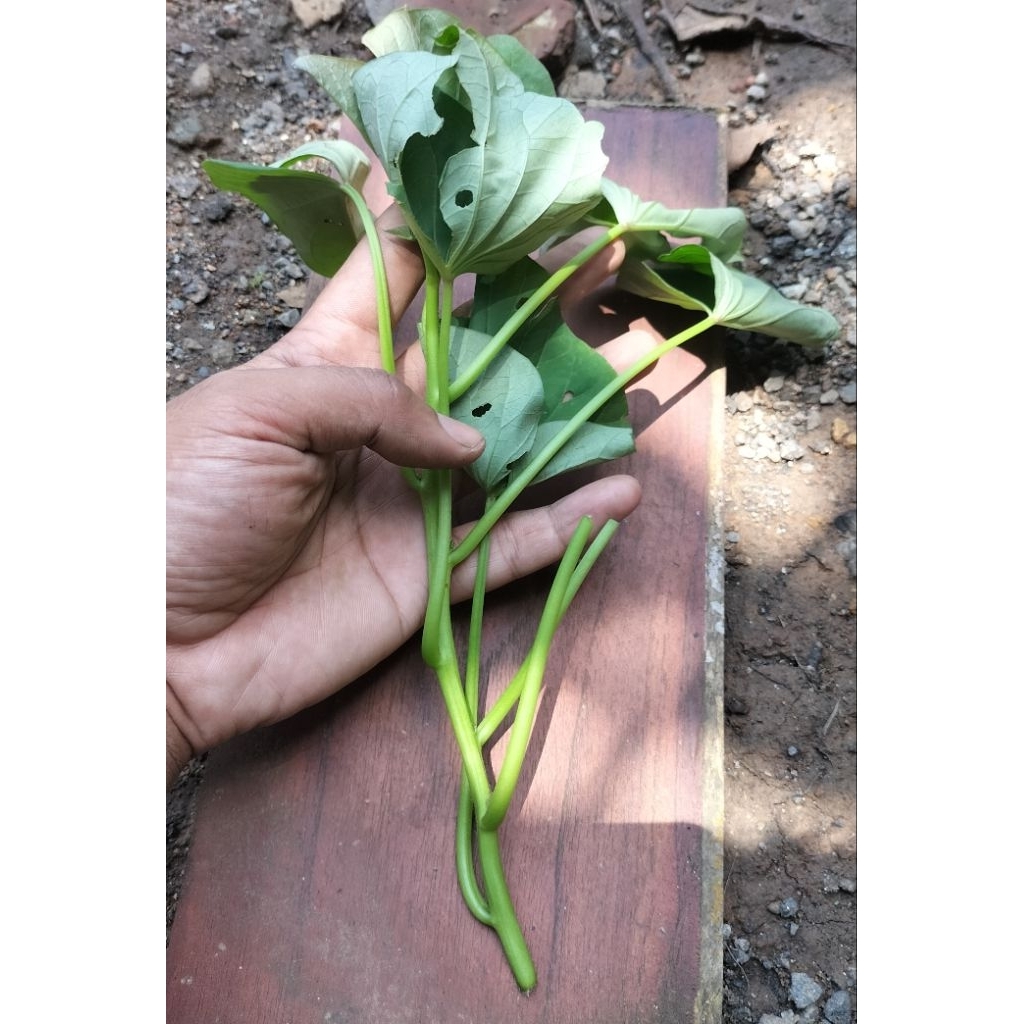 bibit ubi jalar orange jepang