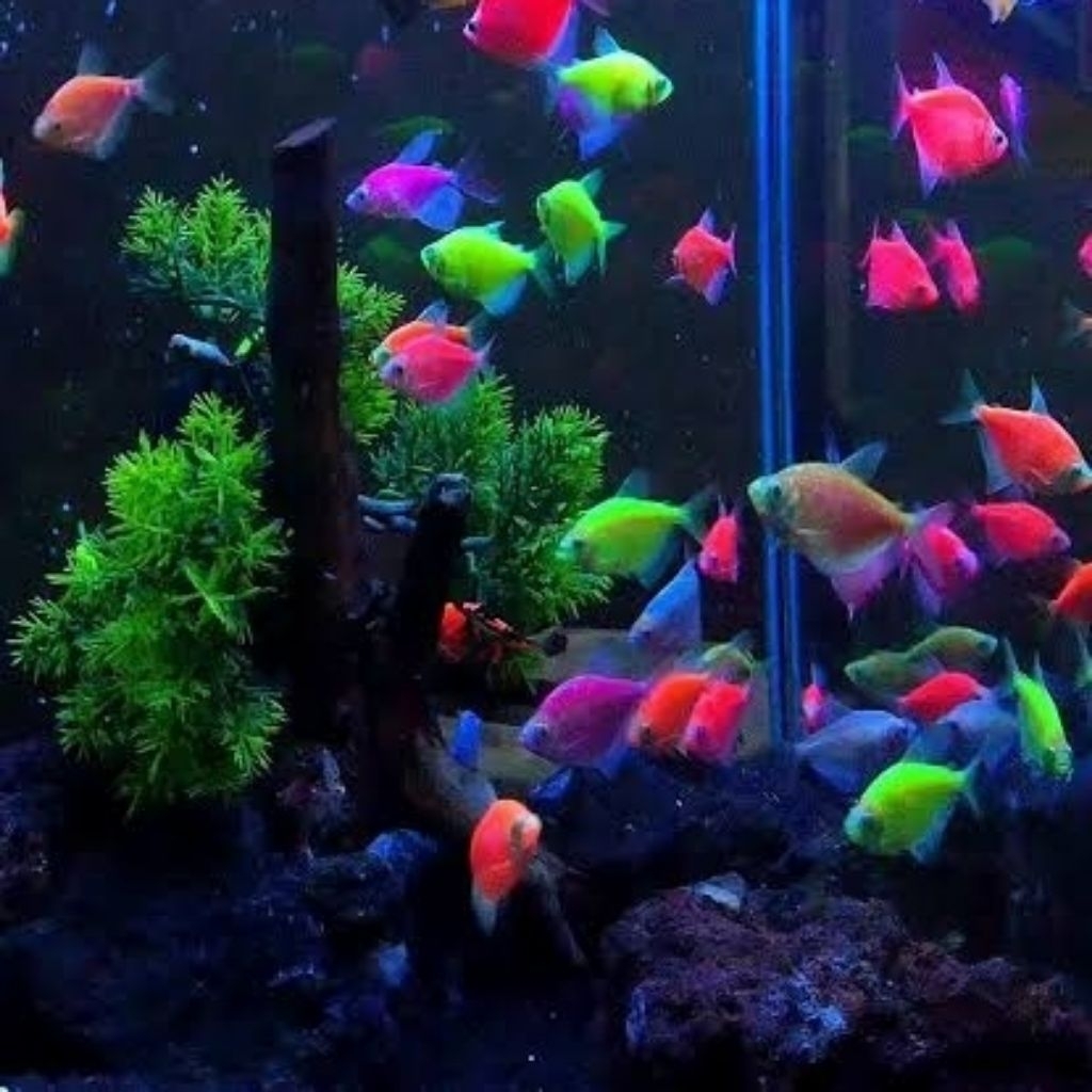 IKAN GLOWFISH 10 EKOR SIAP KIRIM