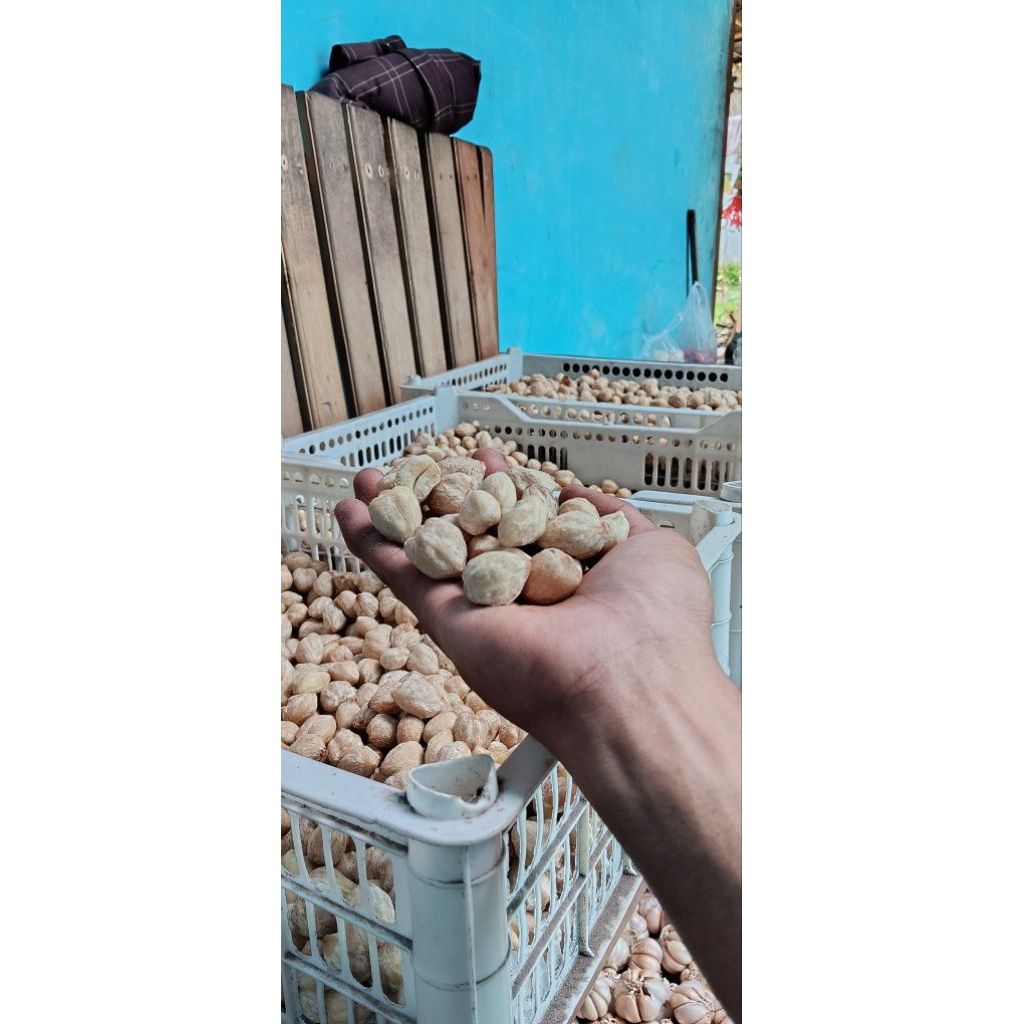 Kemiri Utuh Tanpa Kulit 100% Alami