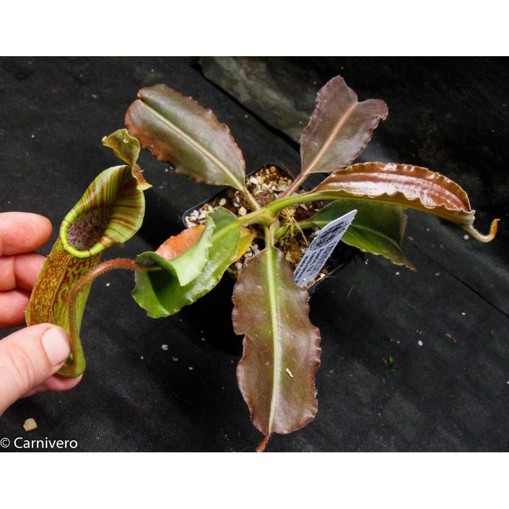 Nepenthes maxima wavy