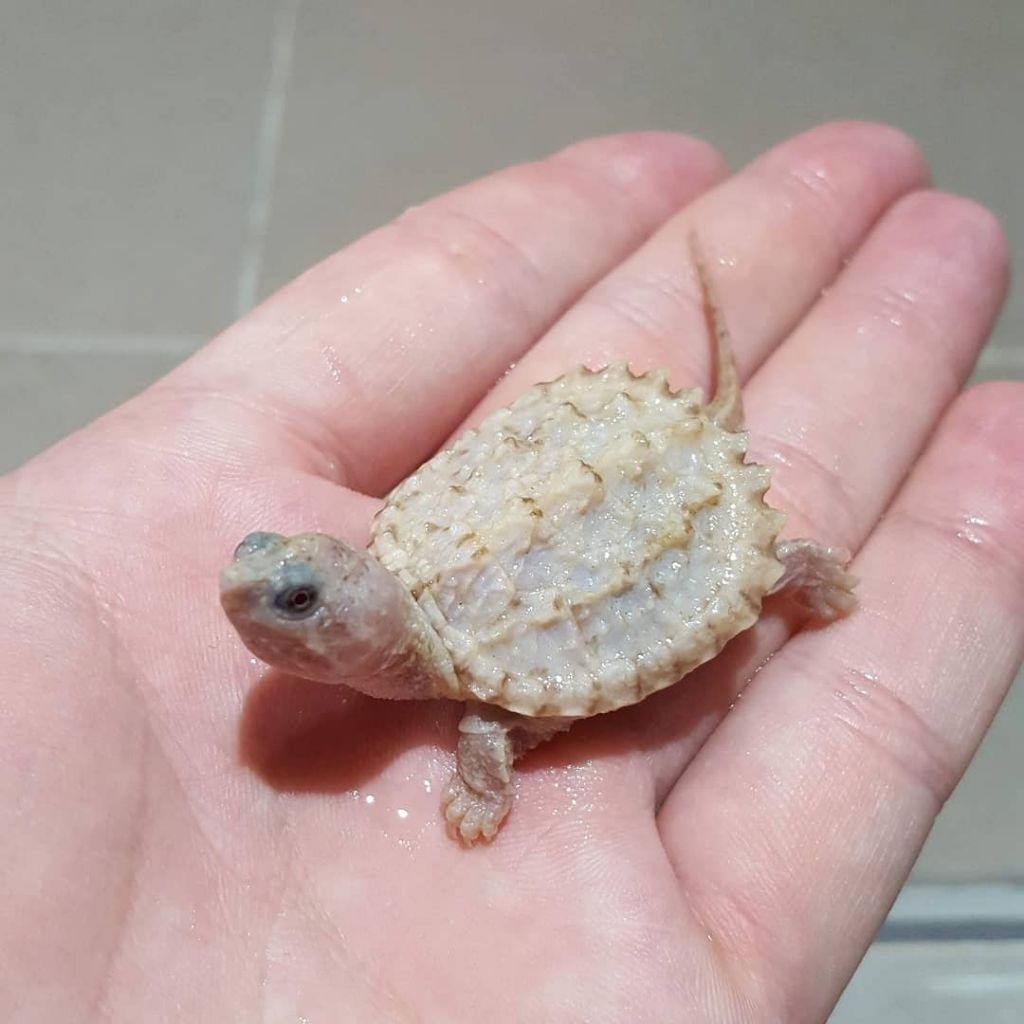 Cst Leucistic / Lucy Common Snapping