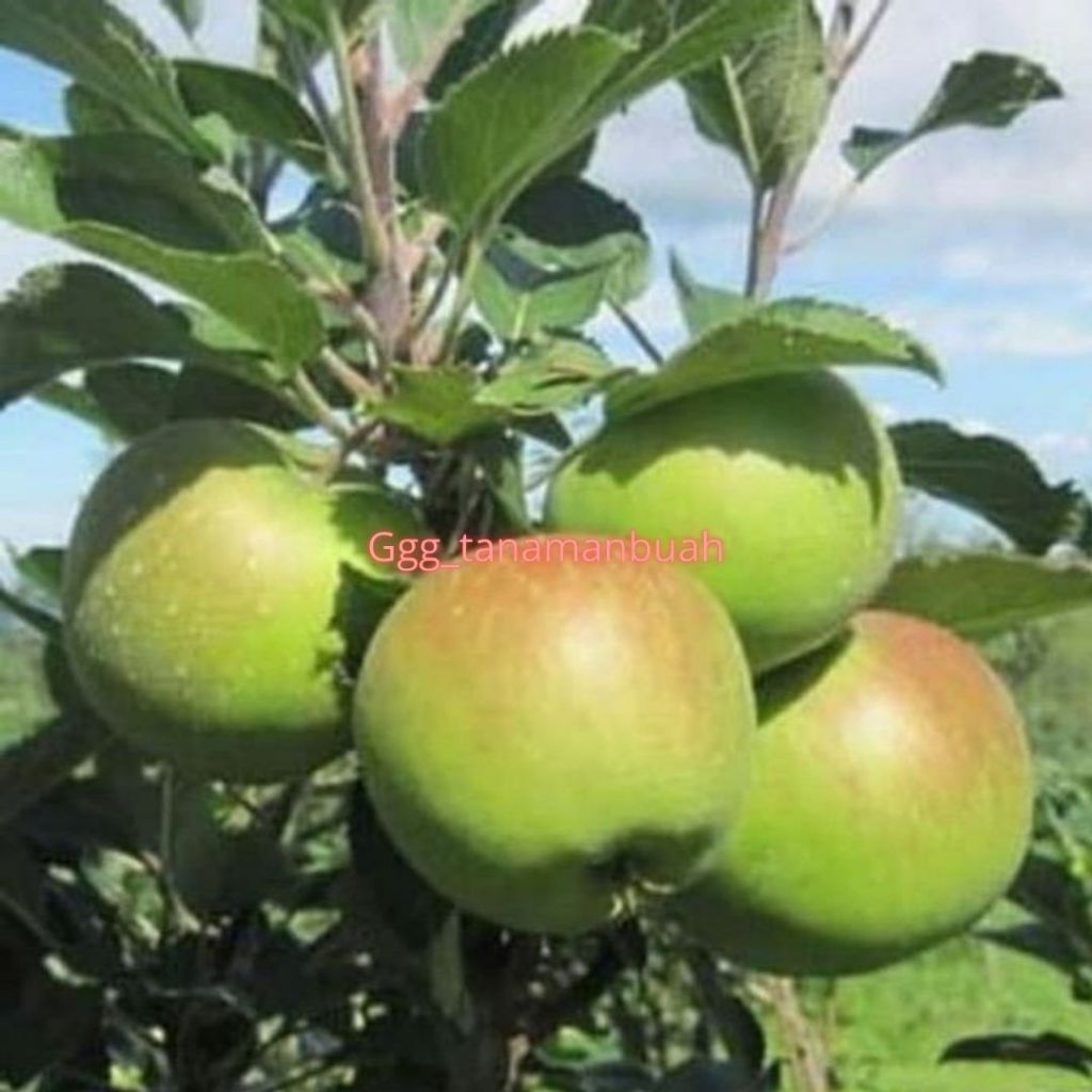 Bibit Apel Malang Kondisi Batang Besar Siap Buah