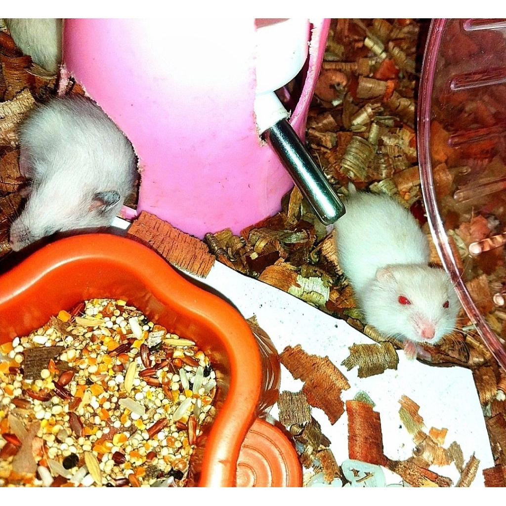 Anakan Hamster Winter White