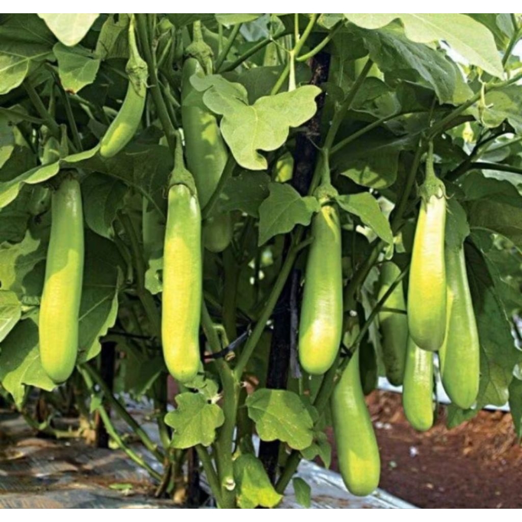 Benih bibit terong hijau panjang