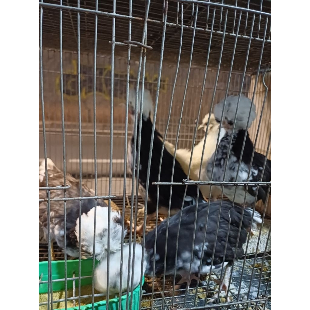anak ayam polandia / ayam jambul usia 2bln sehat