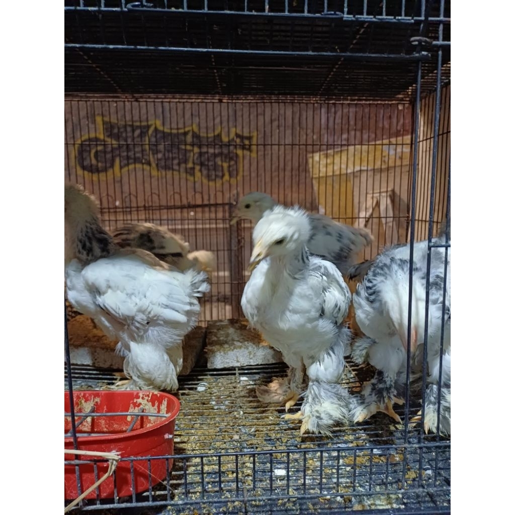 anak ayam brahma usia 2bln sehat