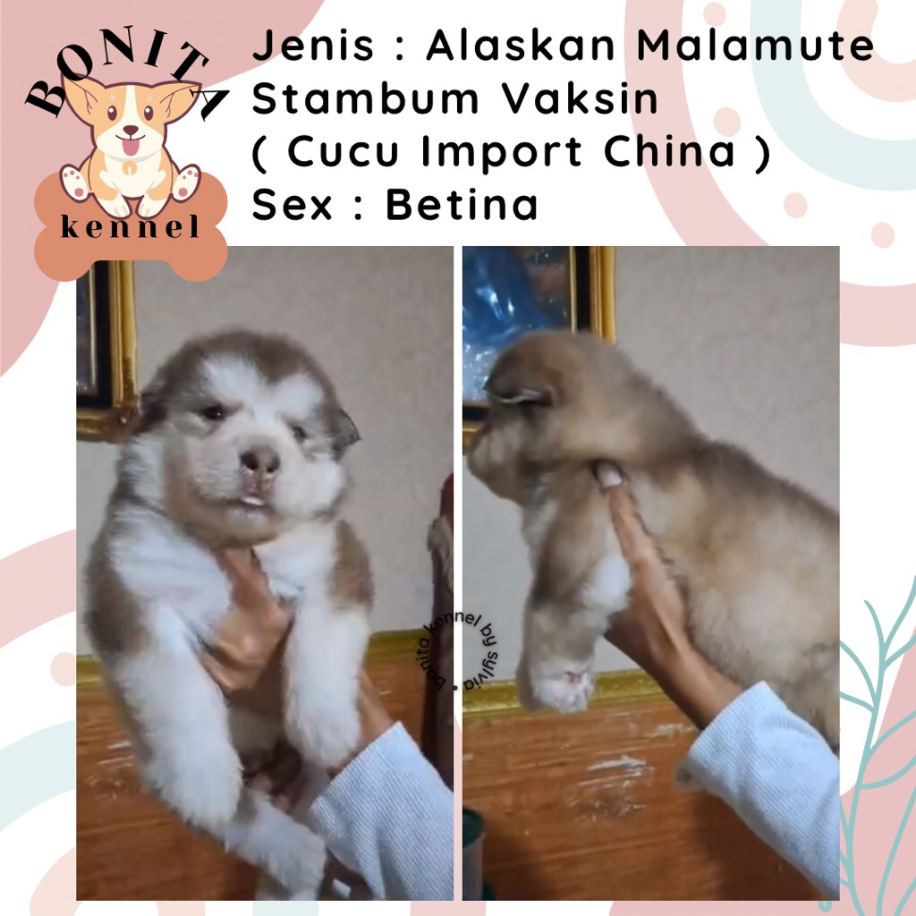 Alaskan Malamute Red Cooper Stambum Anak Anjing Alaskan Malamute Jantan Betina