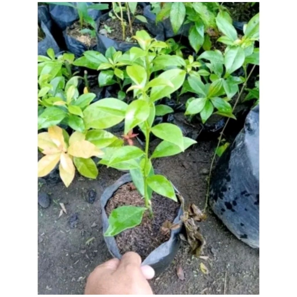 Tanaman kaki gajah / pohon baobab