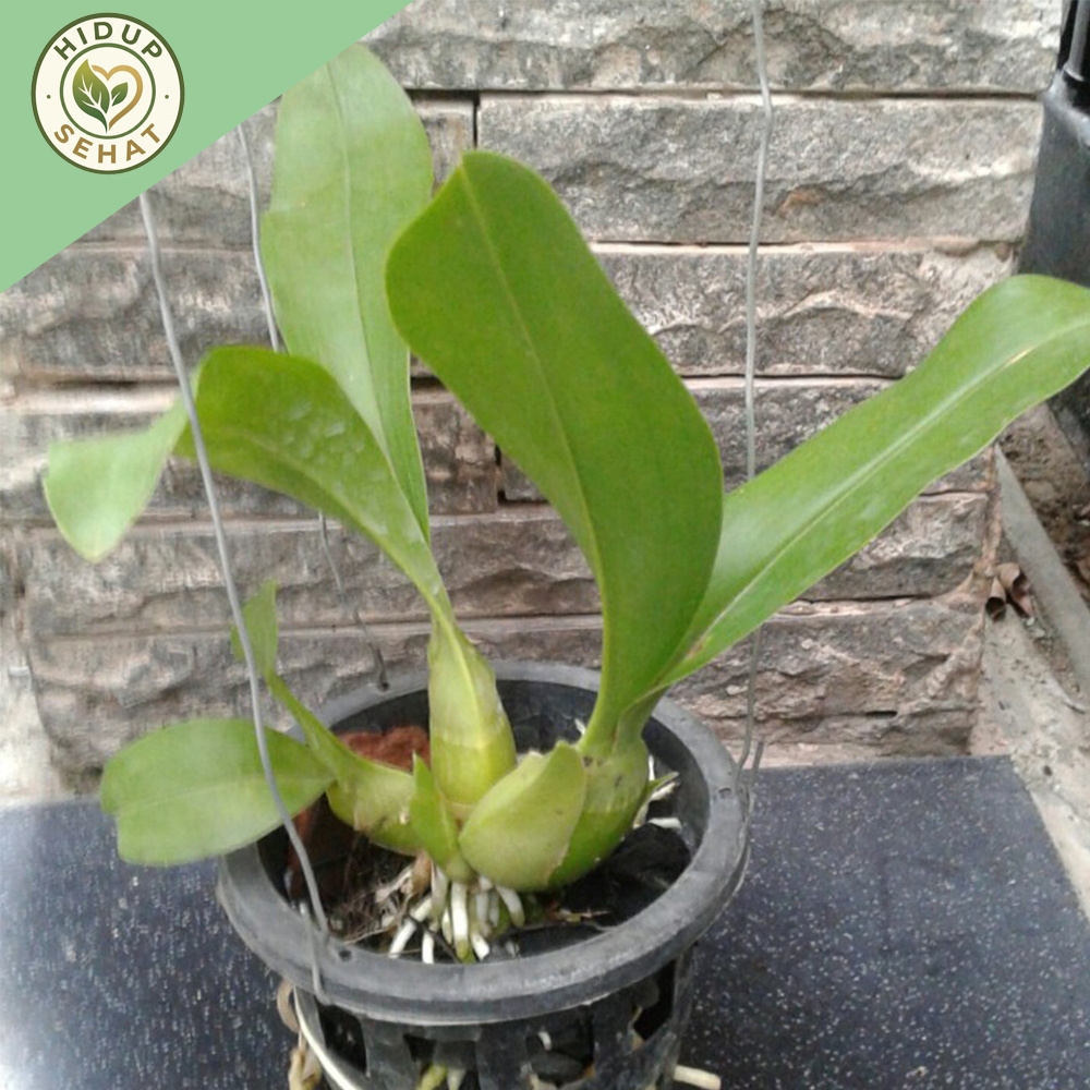 Anggrek Grammatophyllum Martae Seedling Dewasa