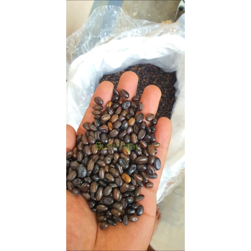 kacangan mucuna bracteata import india