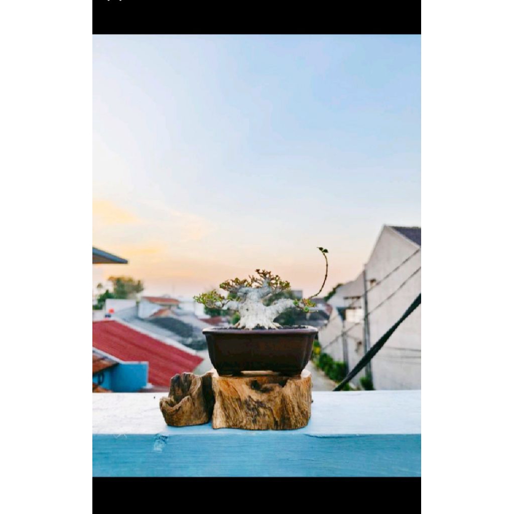 tatakan kayu bonsai shito/bunga kecil